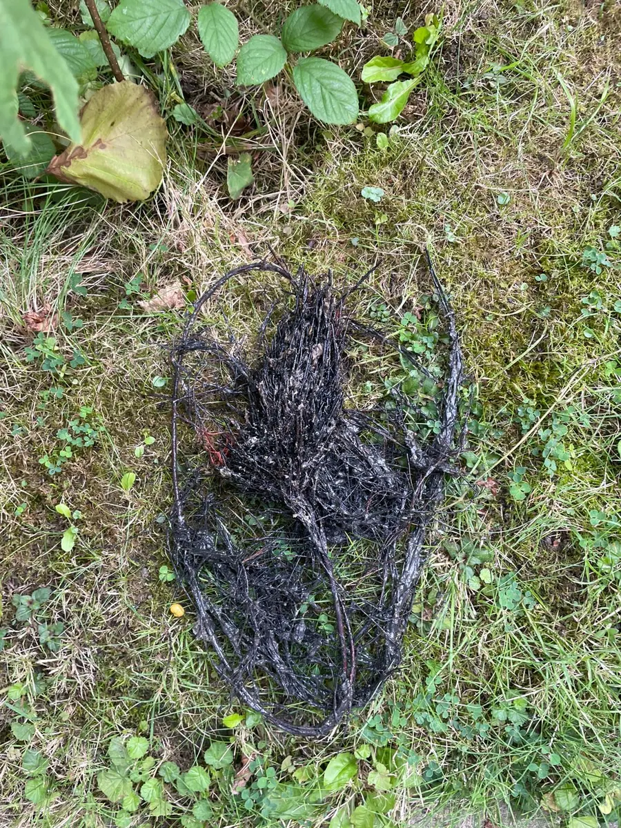 Tree roots cut out of a blocked drain